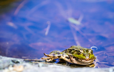 frog in a pond