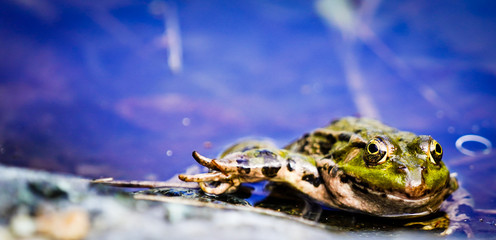frog in a pond