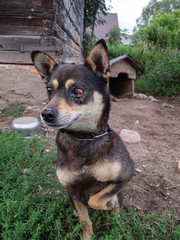 small dog with one healthy eye, tied on a chain, a sad portrait
