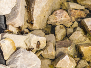 flock of wasps on stones by the water