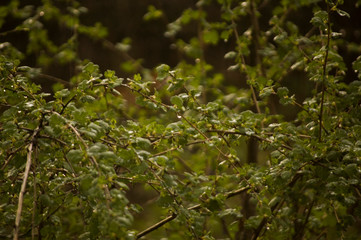 branches of a tree