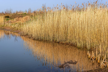 Yellow reed plants reflected in the mirror smooth water surface