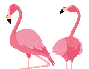 elegant flamingo birds couple