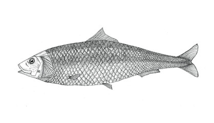 Sardine flat illustration
