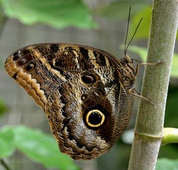 IGUAZU (Naturaleza, insectos, reptiles)