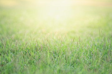 Close up beautiful view of nature green grass on blurred greenery tree background with sunlight in public garden park. It is landscape ecology and copy space for wallpaper and backdrop.