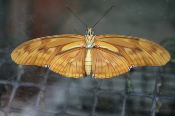 IGUAZU (Naturaleza, insectos, reptiles)