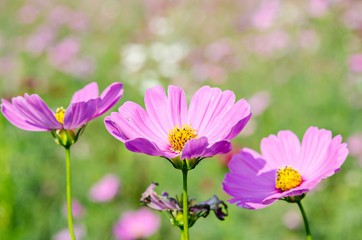 beautiful pink cosmos flower field.