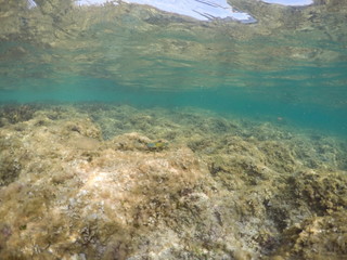 Underwater image in Formentera Balearics Spain
