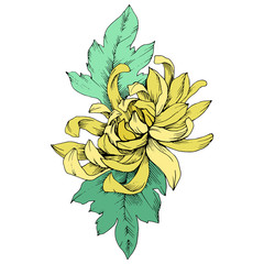Vector Yellow Chrysanthemum floral botanical flowers. Engraved ink art. Isolated flower illustration element.