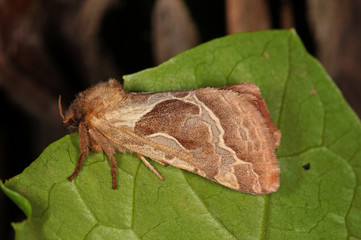 Triodia sylvina (LINNAEUS, 1761) Ampfer-Wurzelbohrer DE, RLP, Mosel, Kröv 29.08.2014