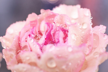 Pink flower closeup. Petals in drops of water. Beautiful summer image.