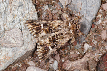 Calophasia lunula (HUFNAGEL, 1766) Möndcheneule