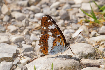 Limenitis camilla (LINNAEUS, 1764) Kleiner Eisvogel DE, BY, Schwansee bei Füssen 18.07.2014