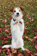 FUNNY AUTUMN DOG. JACK RUSSELL PUPPY STANDING ON TWO HIND LEGS MAKING A FACE  ON FALL LEAVES GRASS.