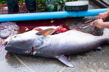 Fototapeta premium Fisherman to cleans dissected a freshly big fish ( Iridescent shark, Striped catfish, Sutchi catfish) with a knife