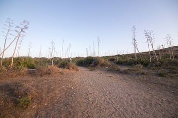 Nature landscape Genoveses beach in Cabo de Gata nature reserve Almeria Andalusia Spain