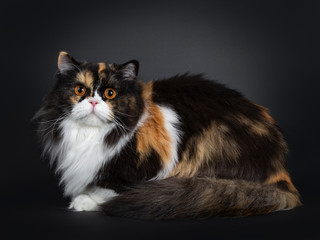 Young adult tortie British Longhair cat, laying down side ways. Looking at camera with dark orange pigmented eyes. Isolated on black background/