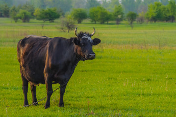 brown cow grazing on the green pasture