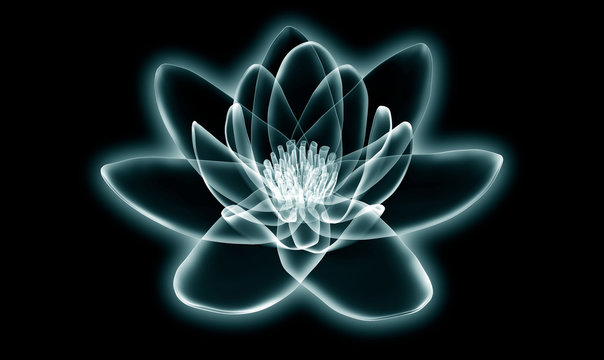 x-ray image of a flower  isolated on black, the lotus 3d illustration.