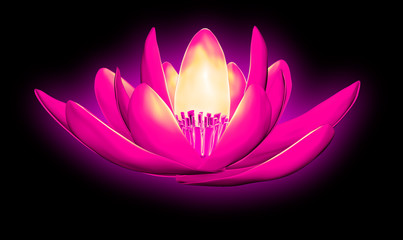 x-ray image of a flower  isolated on black, the lotus 3d illustration.