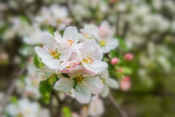 Fototapeta na wymiar spring apple tree branch in a blossom