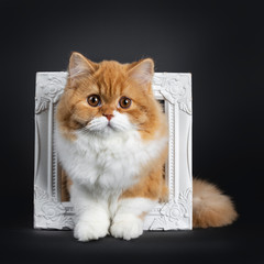 Cute fluffy red with white British Shorthair cat kitten sitting through white photo frame. Looking at camera with big round brown orange eyes. isolated on black background. Majestic tail curled around