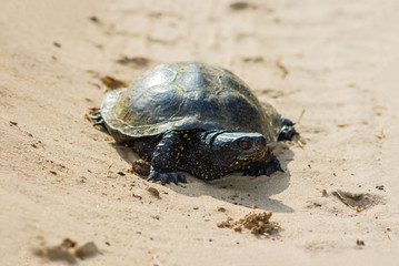closeup turtle crawling in the sand