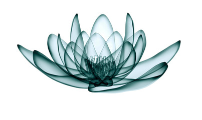 x-ray image of a flower  isolated on white, the lotus 3d illustration. - obrazy, fototapety, plakaty