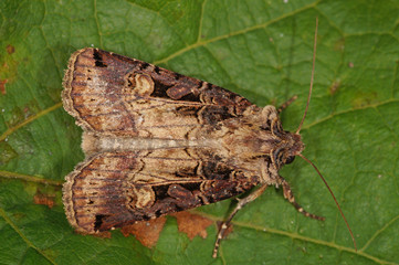 Opigena polygona ([DENIS & SCHIFFERMÜLLER], 1775) Vielwinkel-Bodeneule DE, RLP, Mosel, Kröv 29.08.2014