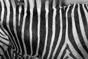 Zebra Muster - Pattern