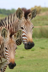 Fototapeta premium Bergzebra Mutter mit Sohn