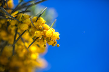 Blooming mimosa branches against the blue sky in Portugal, Algarve. Free space for text