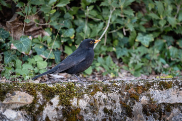 Merle sur un mur