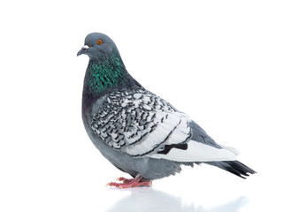 polish lynx dove isolated