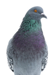 polish lynx dove isolated