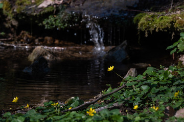 Fototapeta na wymiar Fleur jaune au bord de l'eau