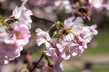 bourdon et fleurs de griottier