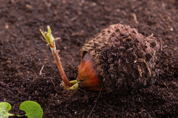 Libanon-Eiche Setzling