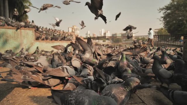 City pigeons in Mumbai. Slow Motion.