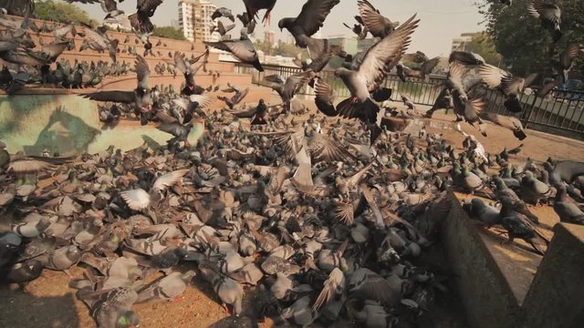 City pigeons in Mumbai. Slow Motion.