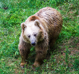Obraz premium brown bear in the free forest in nature