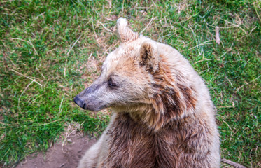 Fototapeta premium brown bear in the free forest in nature
