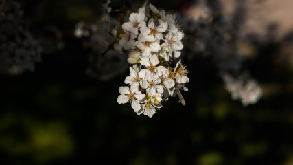 Blooming almonds on blurred background