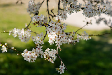 Blooming almonds on blurred background