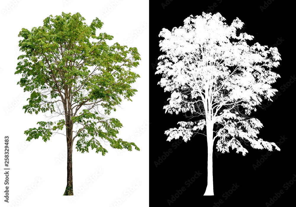 Poster isolated tree on white background
