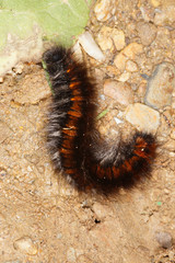 Macrothylacia rubi (LINNAEUS, 1758) Brombeerspinner , Raupe