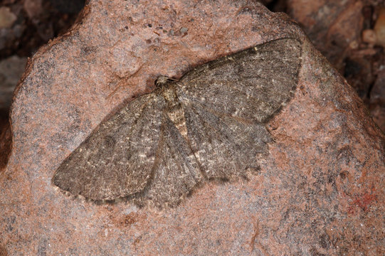 Charissa glaucinaria (H&Uuml;BNER, [1799]) Gr&uuml;ngraugeb&auml;nderter Felsen-Steinspanner DE, RLP, Mosel, Kr&ouml;v 29.08.2014