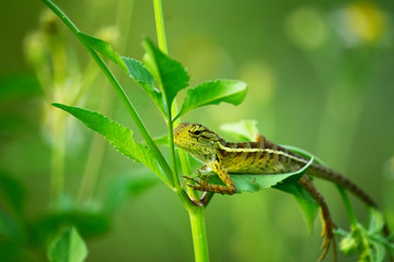 animal, background, beautiful, chameleon, closeup, color, colorful, detail, fauna, field, forest, garden, green, iguana, isolated, leaf, lizard, macro, natural, nature, outdoor, plant, reptile, skin, 