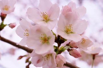 さくら　満開　茨城